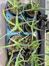 Aloe vera - echte Aloe -