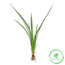 Cyperus helferi – Helfers Zypergras Aquariumpflanze für Süßwasser-Aquarium