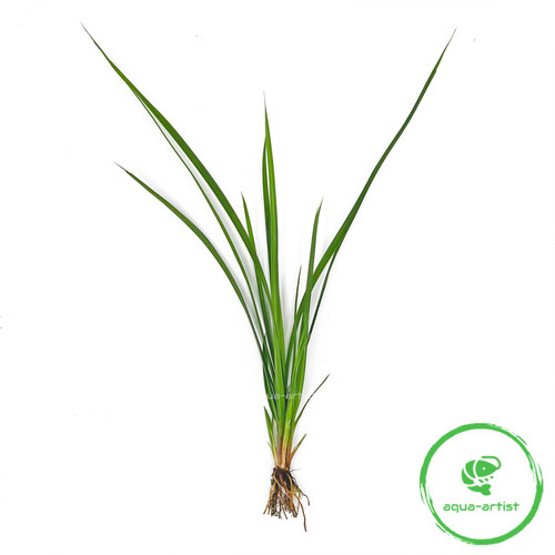 Cyperus helferi helfers - cyperus, –