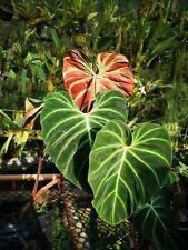 TC 1408ZR Philodendron Verrucosum Kletterpflanze Climbing Seeds Samen Stück