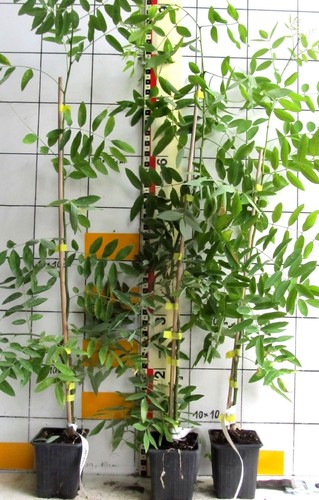 Sophora japonica pendula - "pendula",