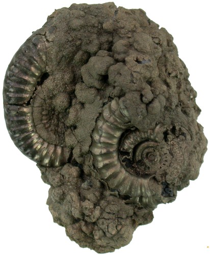 Lias crucilobiceras - lias,