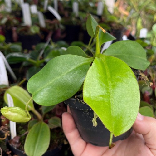 Nepenthes rajah eymae - nepenthes,