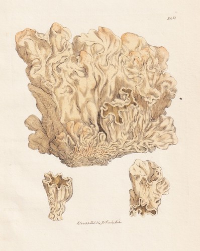 Tremella vesicaria pilze - tremella,