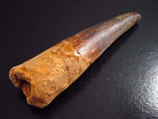 Spinosaurus zahn - cm,