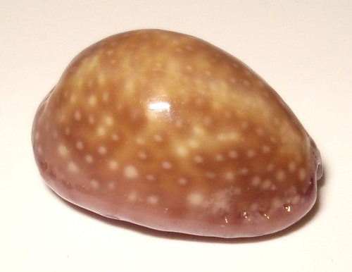 Meeresschnecke cypraea poraria - meeresschnecke,