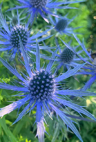 100 samen blaudistel - 100,