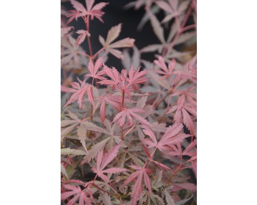 Fächerahorn floraself acer - floraself,