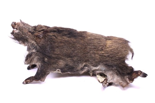 Wildschweinfell keiler fell - keiler,