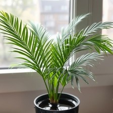 Wasserpalme schnellwachsende