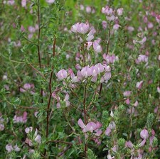 Dornige hauhechel ononis - hauhechel,