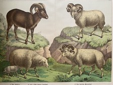 Antique Graphic Fauna: Sheep