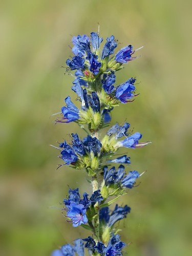 Blauer natternkopf echium - blauer,