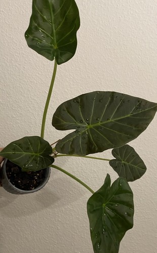 Große alocasia regal shield - regal,