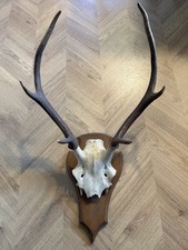 Kompaktes Hirschgeweih auf