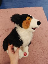 Bellender Australian Shepard