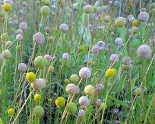 SAMEN Gummibär Blume Blumen Frühling Bio Garten Klassiker seltene Pflanzensamen