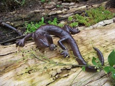 Gartenfigur eidechse gecko - gartenfigur,
