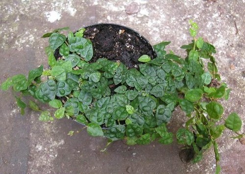 Ficus pumila var - ., minuta