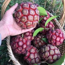 Kadsura coccinea - winterhart