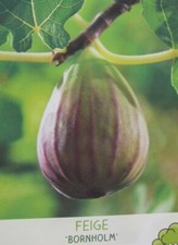 Ficus carica bornholmes - ficus, 'bornholmes