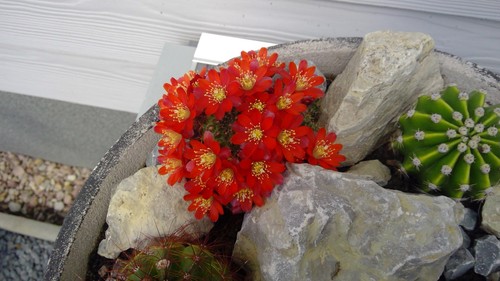 Aylostera pseudodeminuta