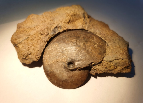 Oxycerites limosus dogger - -,
