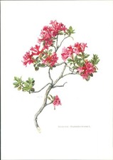 Druck. Almrausch - Rhododendron hirsutum L. Offset-Lithographie. Caspari, Claus: