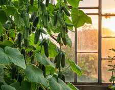 Artist F1 Gurkensamen, Seeds