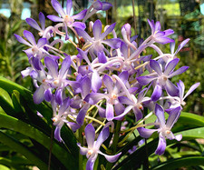 Vanda Hybrid (Lou Sneary