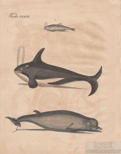Fische tafel xxxvii - tafel, wale