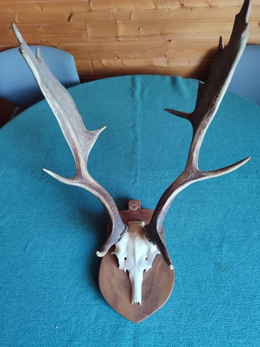 Dammhirsch abwurfstangen auf - dammhirsch,