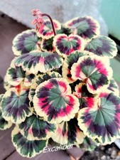 Pelargonie Geranie Rarität