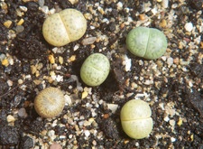 5x  lebende Steine- Lithops - Jungpflanzen "1"