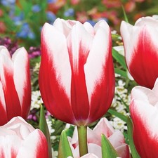 Tulpen Blumenzwiebeln Zwiebeln Blumen Triumph Tulpe Timeless 5 St.