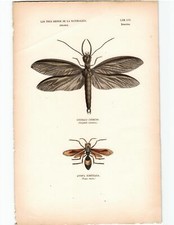 Antike Handkolorierte Lithographie Grafik 19 Jh. Insekten Tiere