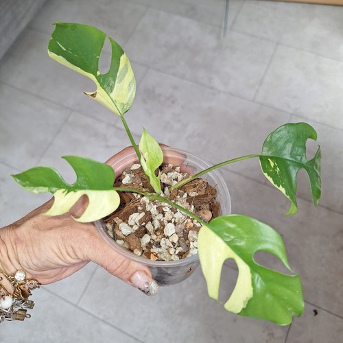 Rhaphidophora tetrasperma - rhaphidophora,