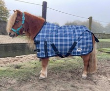 Neue shetty pony - neue, shetty/pony