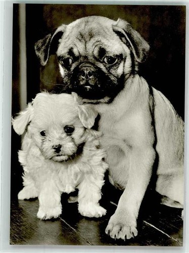 39893197 mops malteser - mops,