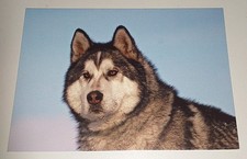 Siberian Sibirischer Husky Hunde Dog Postkarte Postcard Ak Hundepostkarte ALPHA