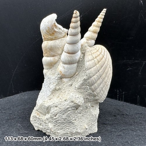 Gemischte gastropodenfossilien - gemischte,
