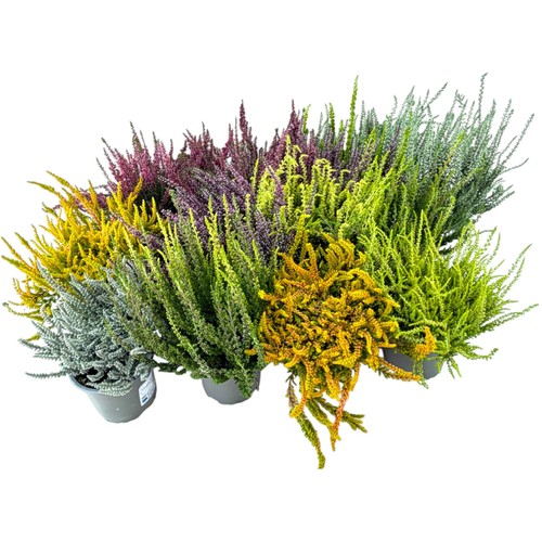 Calluna vulgaris gardengirls - calluna, gardengirls®