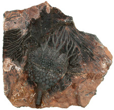 Silur  Platte mit  Scyphocrinites elegans  Seelilie Crinoidea Marokko  KE36-5