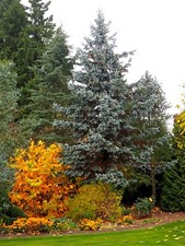 Blaufichte Picea pungens 'Glauca'  40-60 cm im Container es ist keine Blautanne