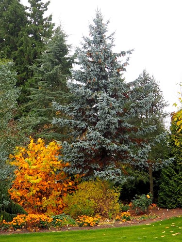 Blaufichte picea pungens - blaufichte,