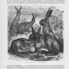 Hase  Lepus vulgaris  Holzstich von  1883  G. Mützel