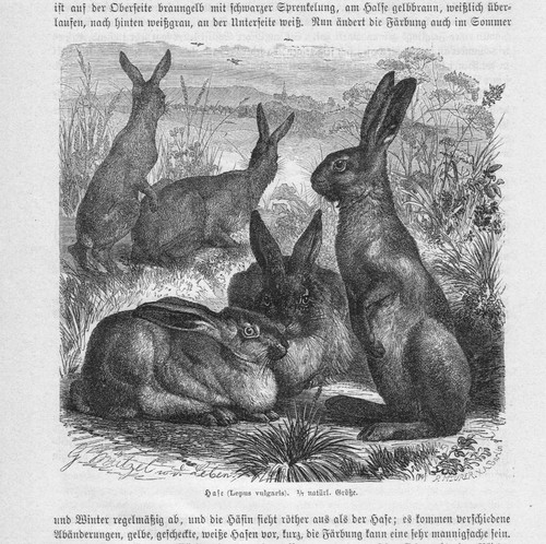 Hase lepus vulgaris - hase,