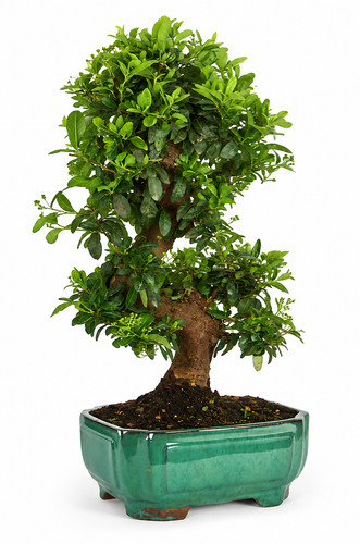Pyracantha coccinea bonsai - coccinea, 17