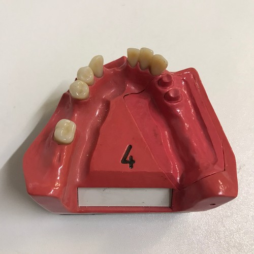 Dental dent schaumodell - ,