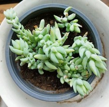 12er Topf Ableger Sedum morganianum wurzelecht spitze Blätter Affenschaukel 